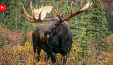Newfoundland introduced moose in 1878, today, the population of 11,000 is on the verge of eradicating the island's forests