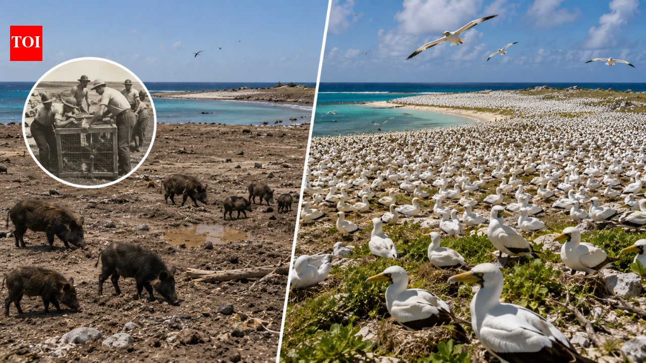 In 1958, 58 feral pigs were removed from Clipperton Island, helping a seabird colony grow from 650 to more than 137,000