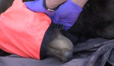 Black bear euthanized after being spotted in Logan