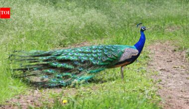 By 1969 or earlier, Japan had introduced peacocks to its southern islands as pets and zoo attractions, and escaped birds later preyed on native lizards and butterflies | World News