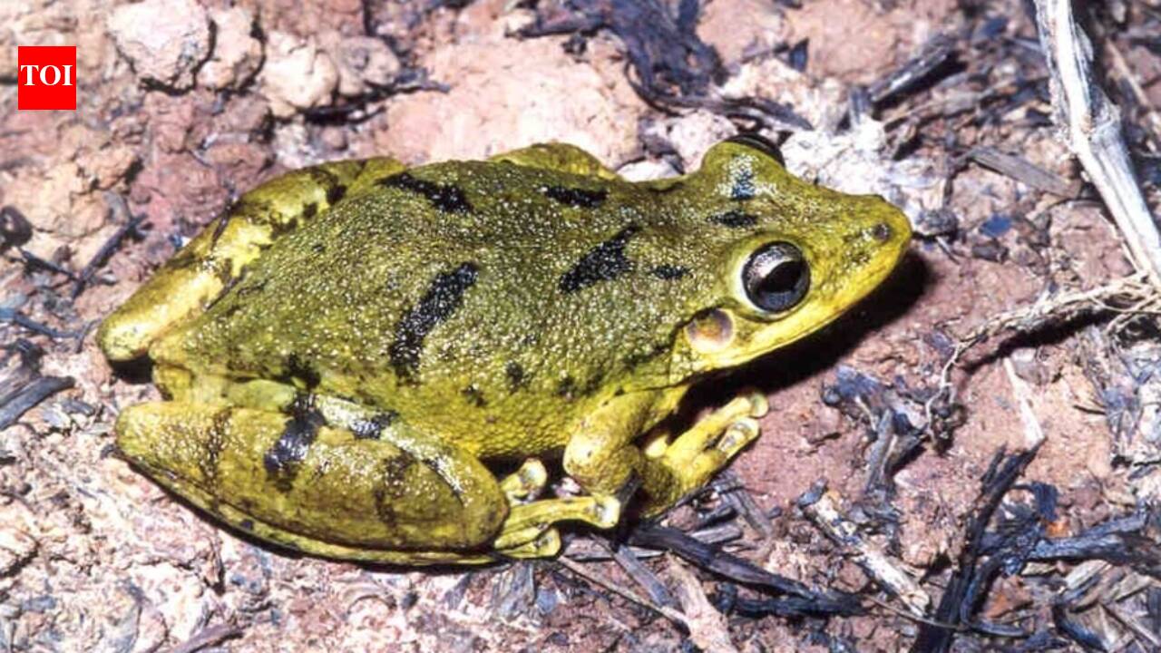 In the late 1990s, tree frogs apparently reached the Galápagos in cargo; hundreds of thousands now occupy islands that had no native amphibians |