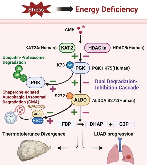 The metazoan-conserved KAT2/HDACIIa–PGK–ALDO axis inhibits dual protein degradation systems to enhance glycolysis, linking oyster thermal tolerance to cancer progression