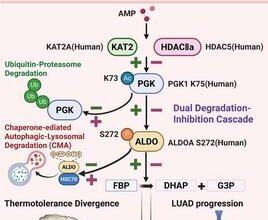 Study reveals how lung tumors hijack ancient marine metabolic axis to promote malignant growth