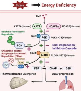 Study reveals how lung tumors hijack ancient marine metabolic axis to promote malignant growth