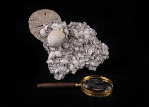 Paleontologists spent 20 years carbon-dating thousands of marine fossils, then used them to decode a process fundamental to Earth’s history