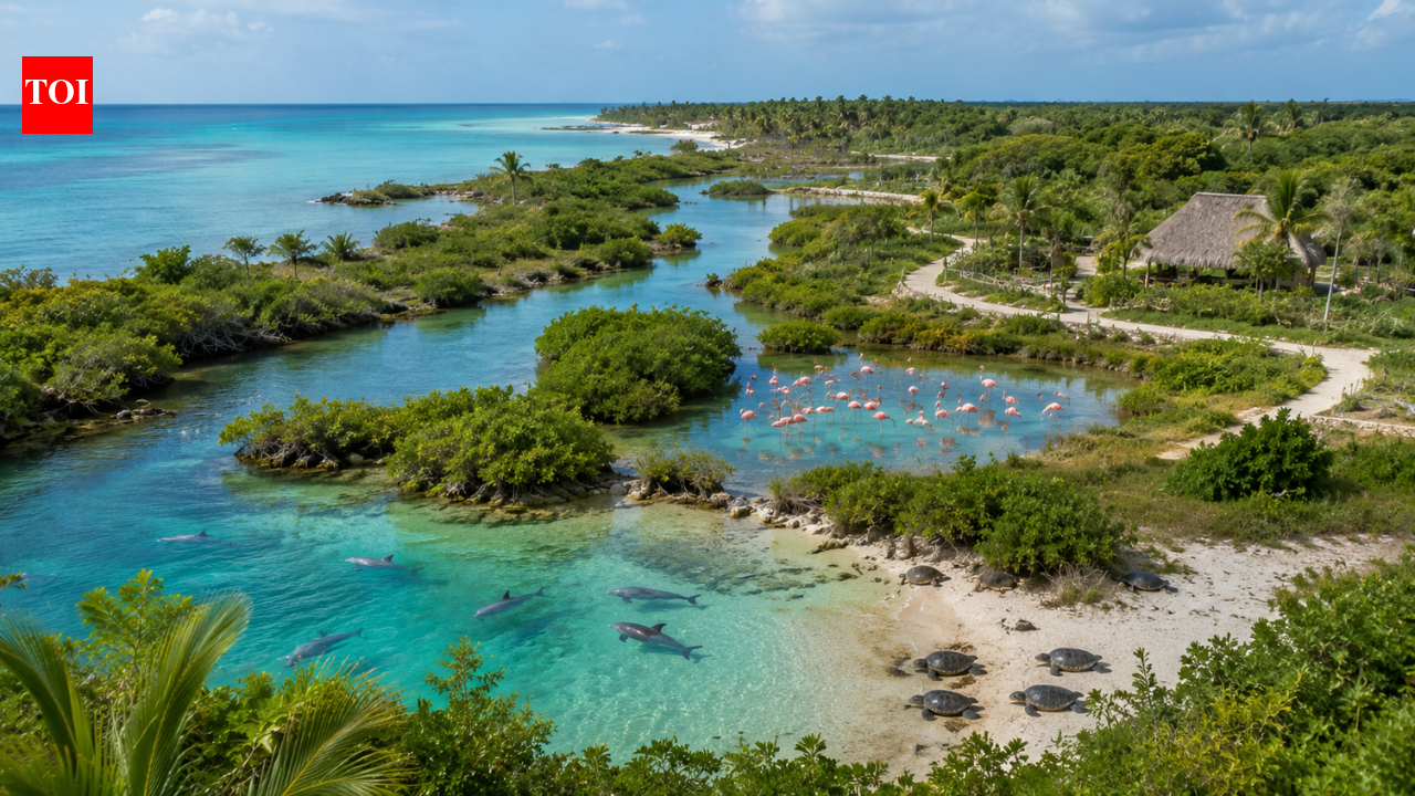 A Mexican couple bought a failed coconut farm 30 years ago; the 346-acre wasteland is now a wildlife haven for turtles, dolphins and flamingos | World News
