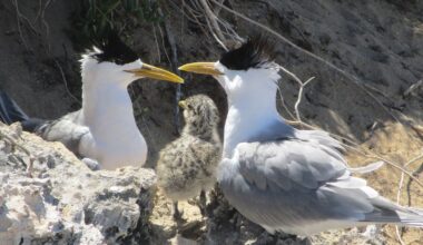 H5N1 avian flu spreads among Australian bird population