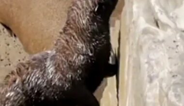 First recorded bird flu case in a mammal - YouTube