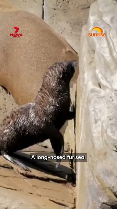 First recorded bird flu case in a mammal - YouTube