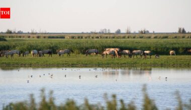 In 1968, the Netherlands reclaimed land from the sea for factories; when the development was abandoned, birds colonised It and the accidental wetland became a 56-square-kilometre nature reserve | World News