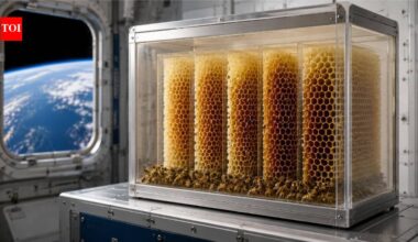 In 1984, NASA sent 3,301 bees into Space to test how they built honeycomb without gravity; from hitting on walls to building 200cm honeycomb; highlights of 7-day mission