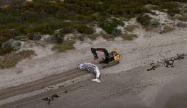 Port Kennedy humpback whale buried at landfill facility