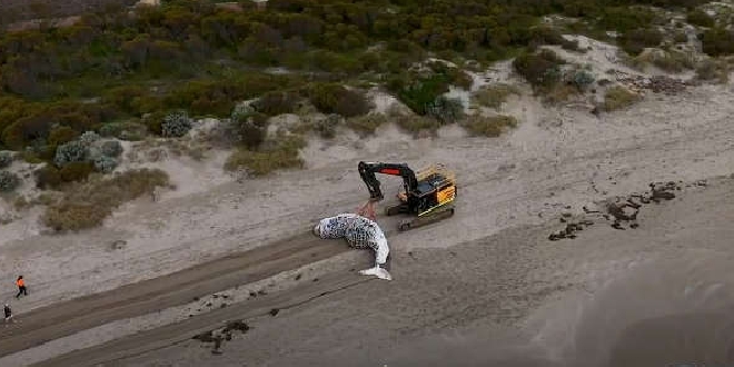 Port Kennedy humpback whale buried at landfill facility