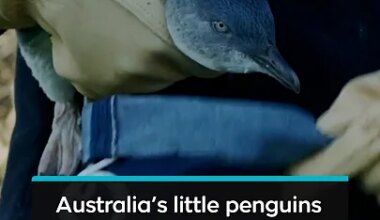 Australia vaccinates thousands of little penguins amid bird flu outbreak - YouTube