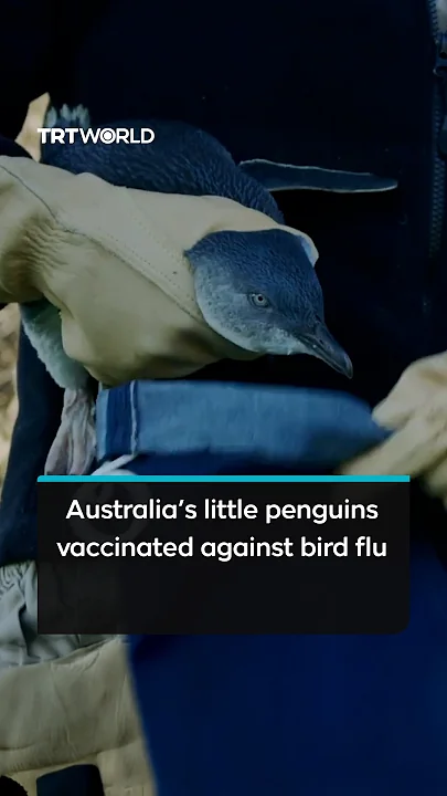Australia vaccinates thousands of little penguins amid bird flu outbreak - YouTube