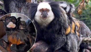 A lot of monkey business as Letterkenny zoo welcomes four new arrivals