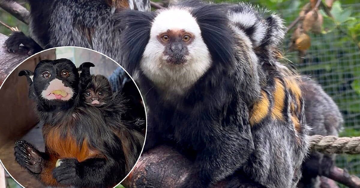 A lot of monkey business as Letterkenny zoo welcomes four new arrivals