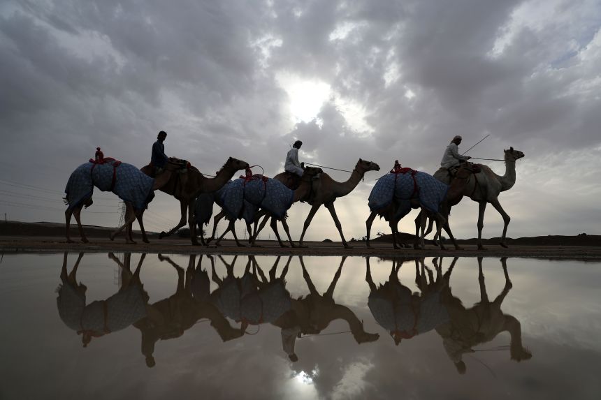 Racing camels are seen on their way to a training session in Al Ain near the United Arab Emirates-Oman border on March 24, 2017.