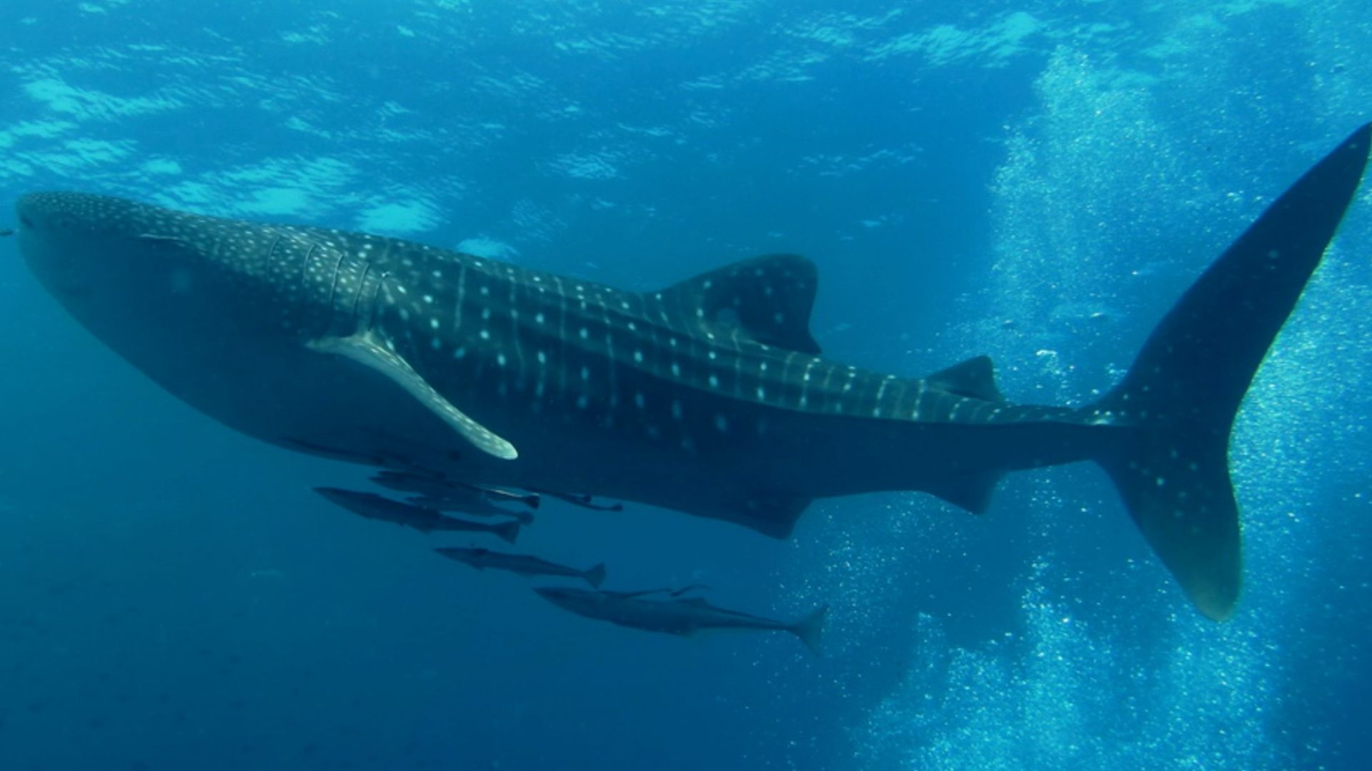 From Blue Whale to Giant Squid: 7 of the biggest sea creatures ever found Whale-shark.jpg