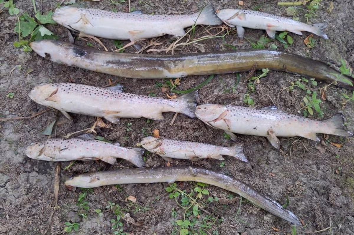 Dead brown trout and eel found by IFI at Tolka River fish kill