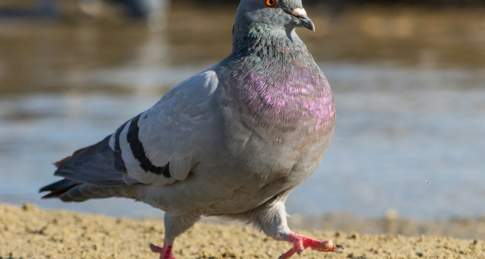 This Carrier Pidge app delivers texts at 110 mph, unless your virtual pigeon gets lost, distracted, or dies