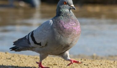 This Carrier Pidge app delivers texts at 110 mph, unless your virtual pigeon gets lost, distracted, or dies