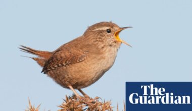 Mood-boosting benefits of birdsong drowned out by traffic noise, study finds | Birds