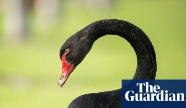 ‘Devastating’: Western Australia fears a black swan moment as bird flu threatens flagship species | Western Australia