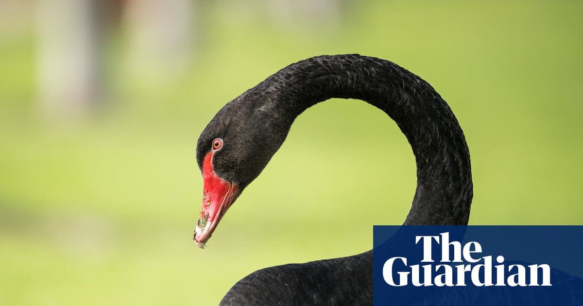 ‘Devastating’: Western Australia fears a black swan moment as bird flu threatens flagship species | Western Australia