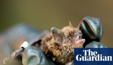Killer fungus: how a disease threatening bat species has spread to northern Canada | Global development