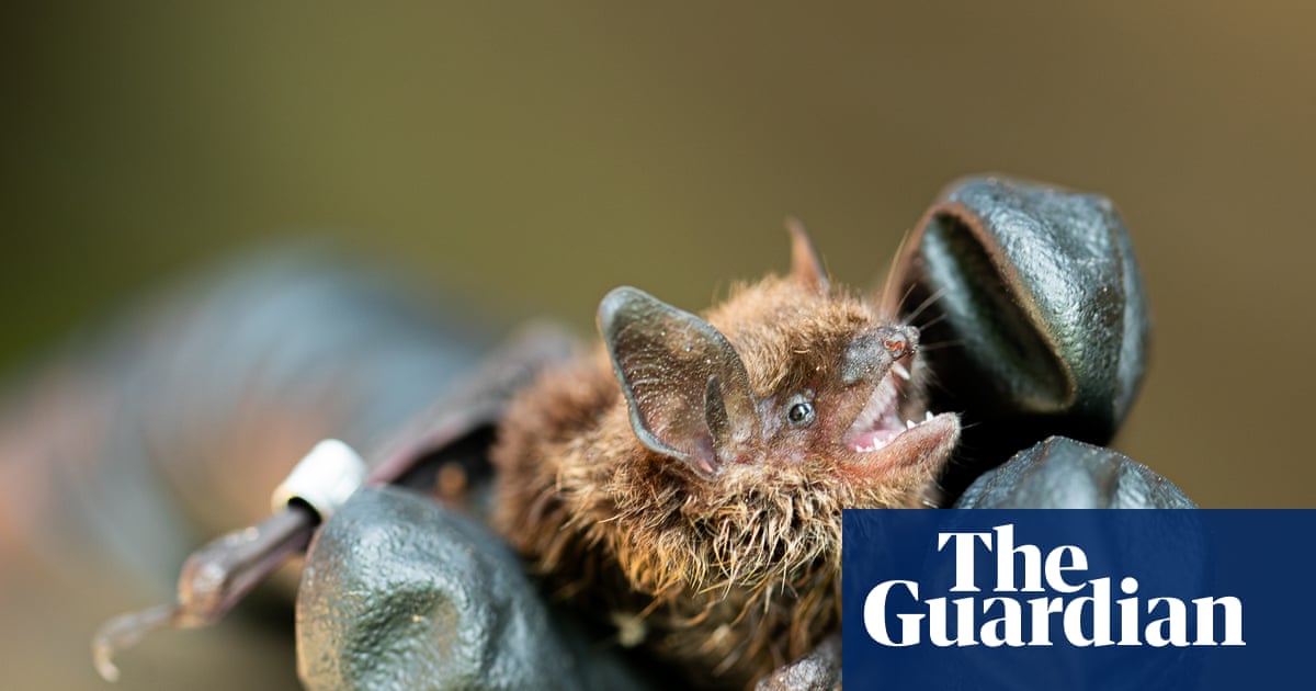 Killer fungus: how a disease threatening bat species has spread to northern Canada | Global development