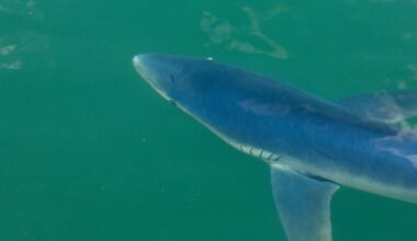 ‘A beautiful animal’: Shark fishing needs more regulation and training, expert says – The Irish Times