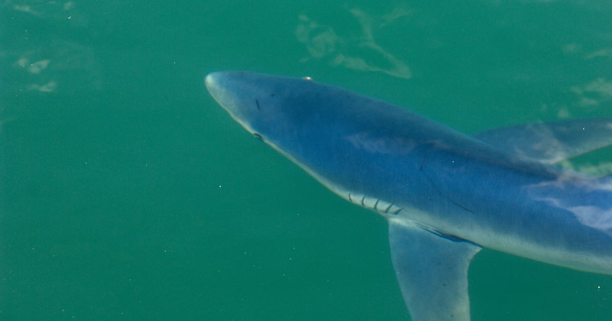 ‘A beautiful animal’: Shark fishing needs more regulation and training, expert says – The Irish Times