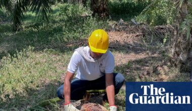 ‘We now live without this violence’: the Colombian farmers giving up coca for palm oil |