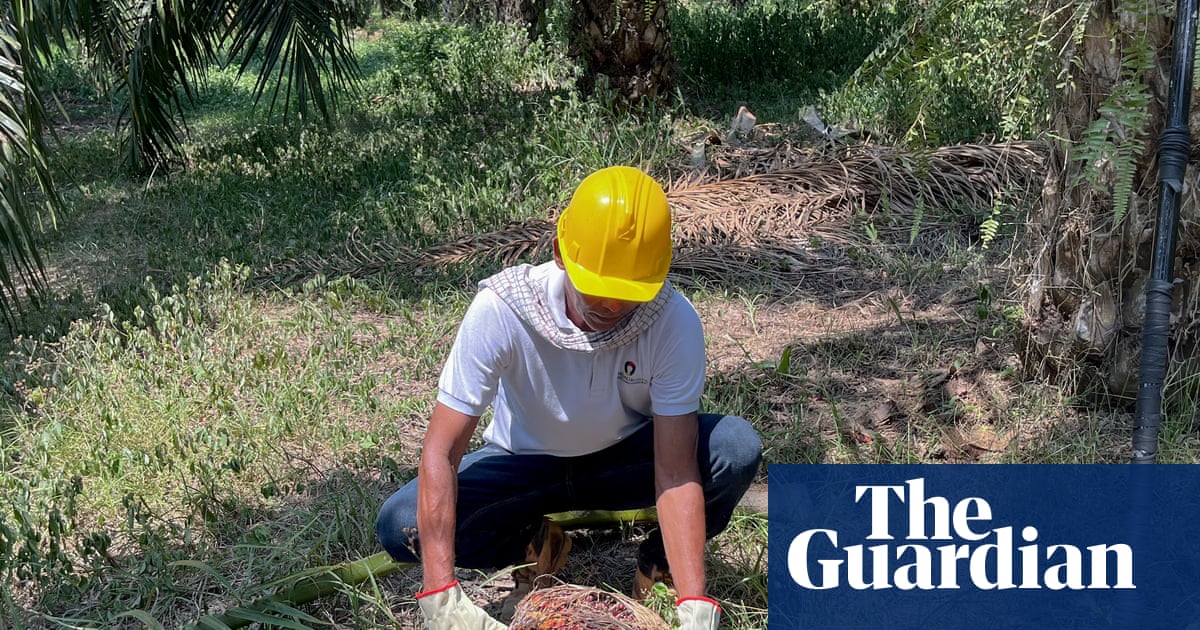 ‘We now live without this violence’: the Colombian farmers giving up coca for palm oil |