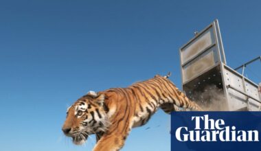 The return of the caspian tiger: how a species feared extinct has come back to Kazakhstan | Wildlife