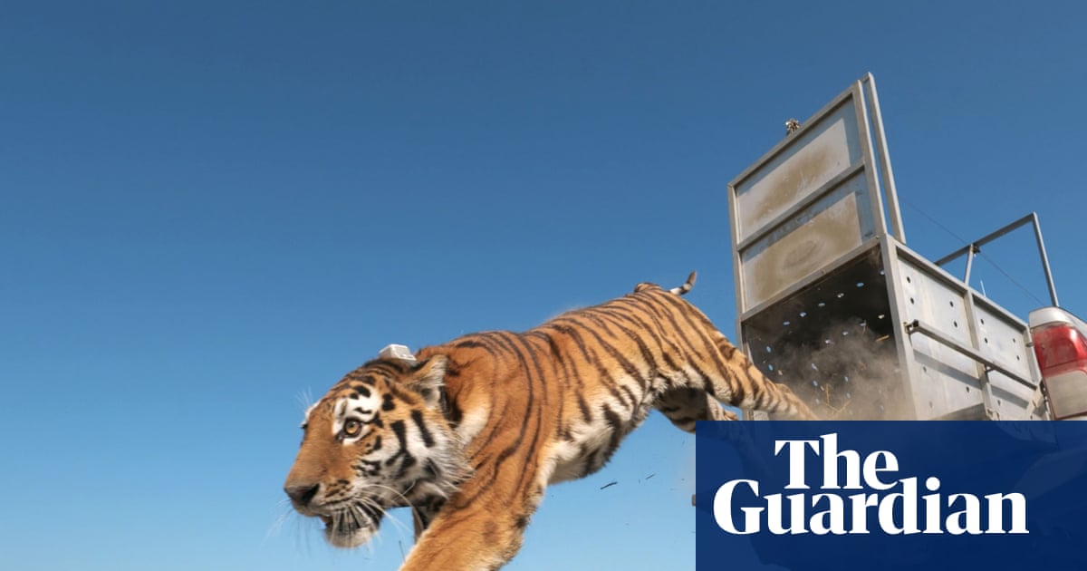 The return of the caspian tiger: how a species feared extinct has come back to Kazakhstan | Wildlife