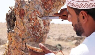 Satellite method identifies Dhofar frankincense with 93.7% accuracy