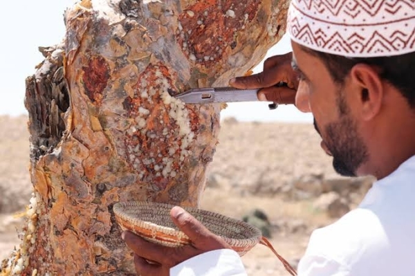 Satellite method identifies Dhofar frankincense with 93.7% accuracy