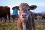 A calf on pasture on the Koscielny farm near Strathclair, Manitoba in May 2022. Photo: Courtesy Zack Koscielny