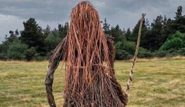 Majestic new Guardian for the Slieve Blooms  - News