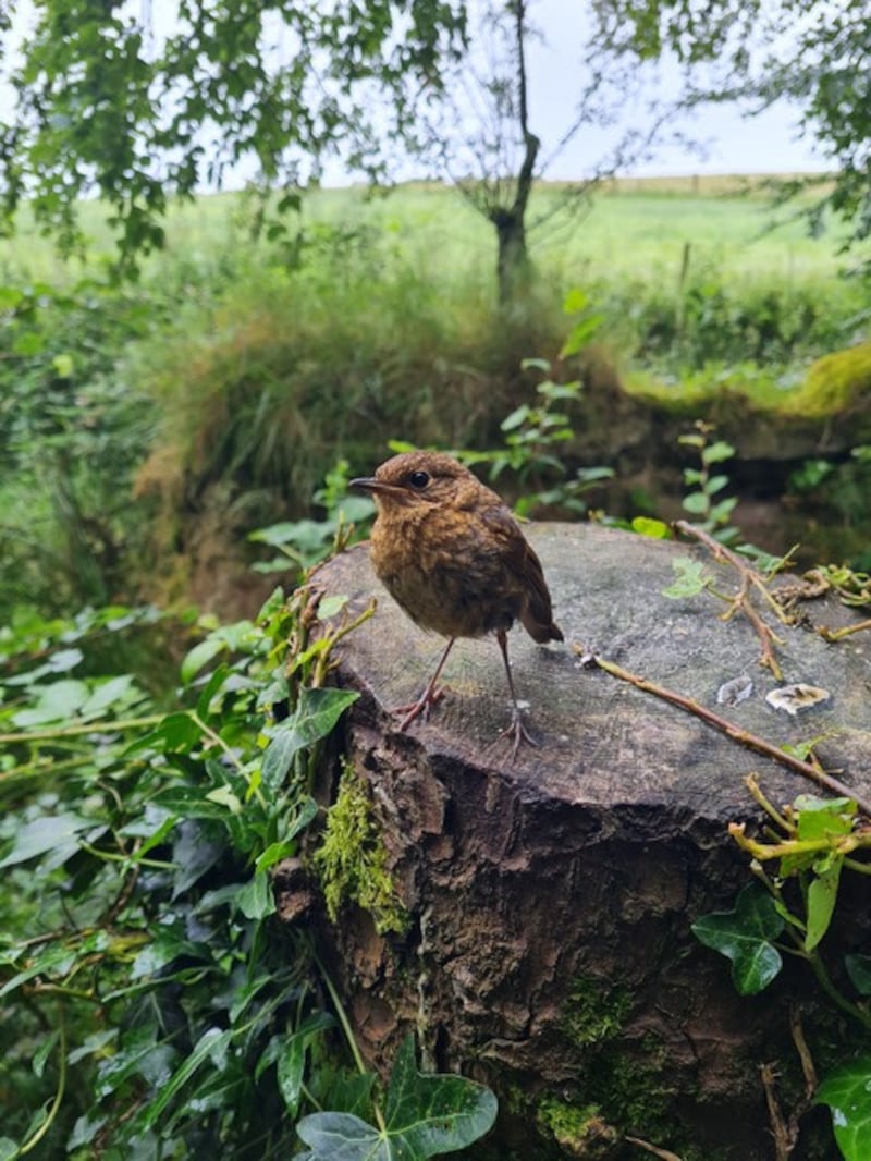 A young robin, identifiable by the speckled breast