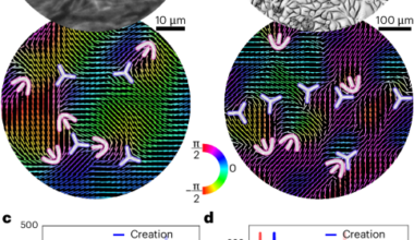 Irreversibility and symmetry breaking in the creation and annihilation of defects in active living matter