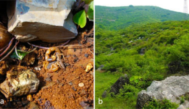 Transcriptomic analysis reveals members and expression characteristics of innate immunity genes in Chinese scorpion Mesobuthus martensii