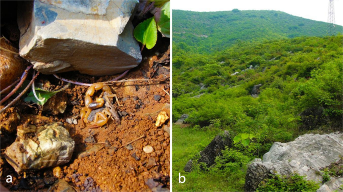 Transcriptomic analysis reveals members and expression characteristics of innate immunity genes in Chinese scorpion Mesobuthus martensii