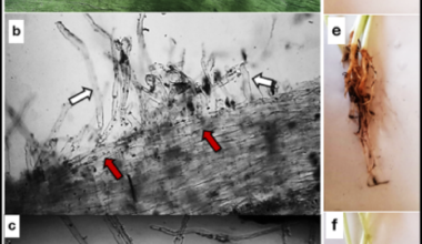 Bioformulations of Entrophospora lutea enriched with biostimulants for growth promotion and control of Rhizoctonia root rot in lupine