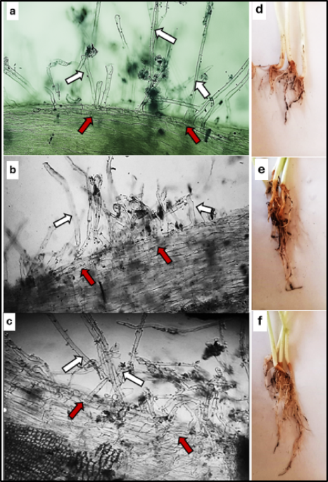 Bioformulations of Entrophospora lutea enriched with biostimulants for growth promotion and control of Rhizoctonia root rot in lupine