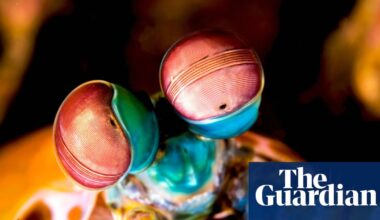 Six mind-bendingly amazing facts about invertebrates | Environment