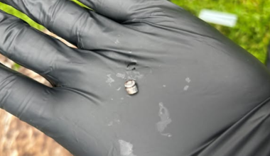Bald eagle dies after pellet pulled from wing in Westmoreland County