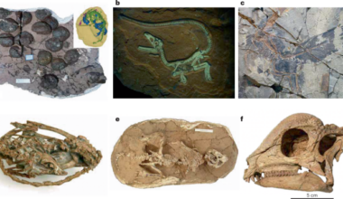 Progress and future directions in dinosaur palaeontology